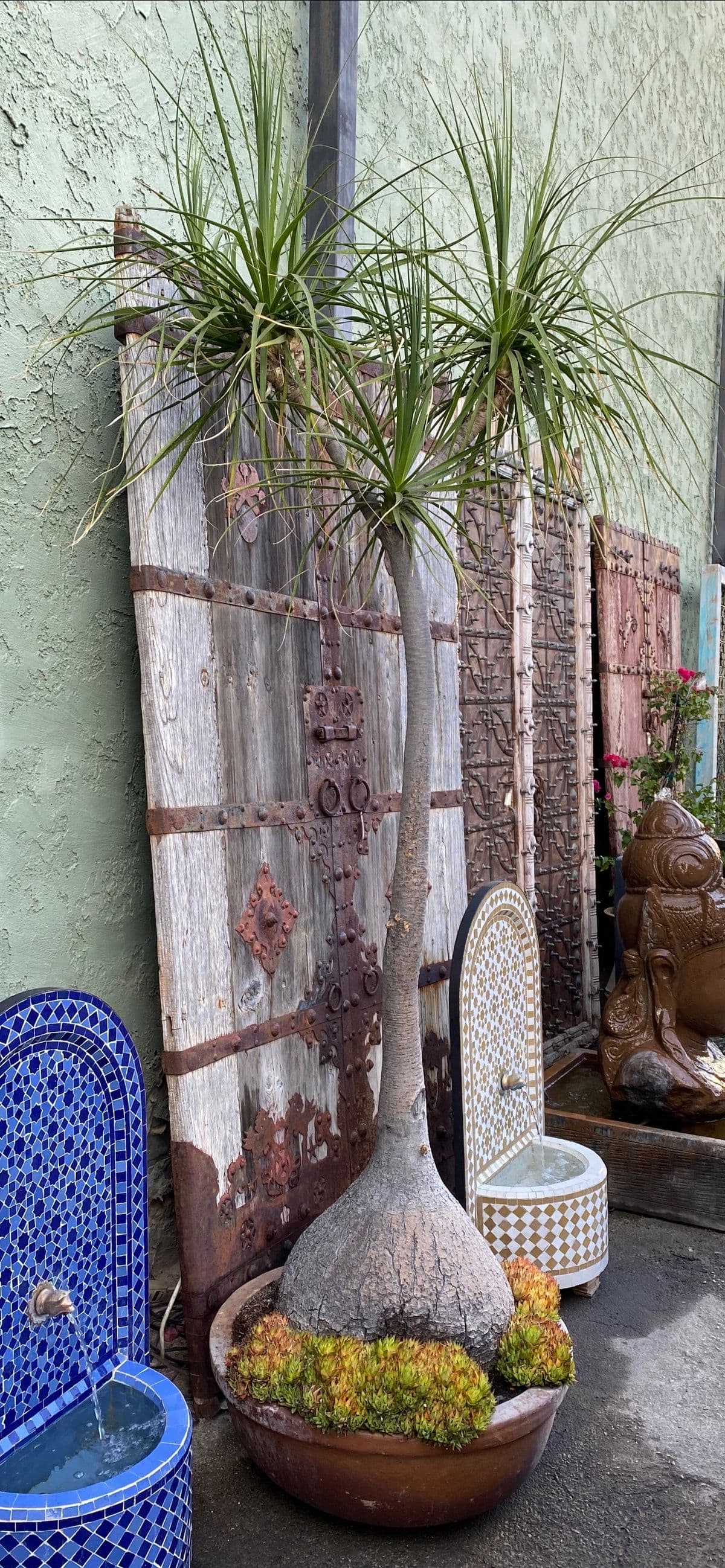 Pony Tail Palm with Succulents - Thumbnail 2