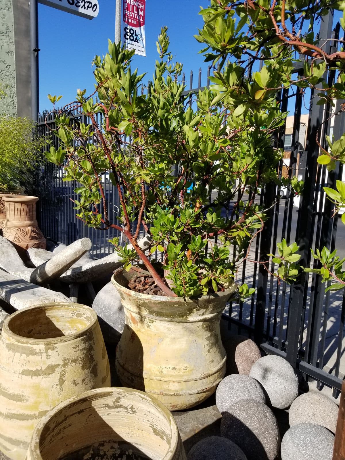 Potted Bell Strawberry Tree - Thumbnail 2