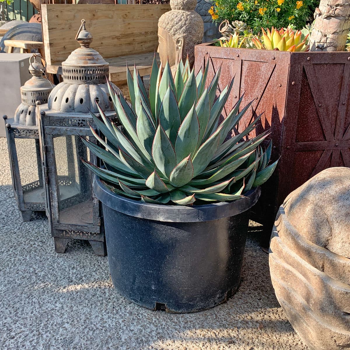 Agave Blue Glow - Thumbnail 2