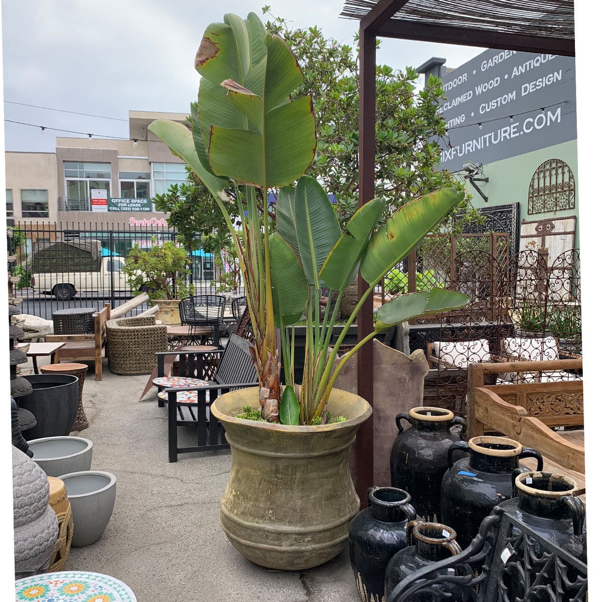 Blue Bird of Paradise in Pot - Thumbnail 3