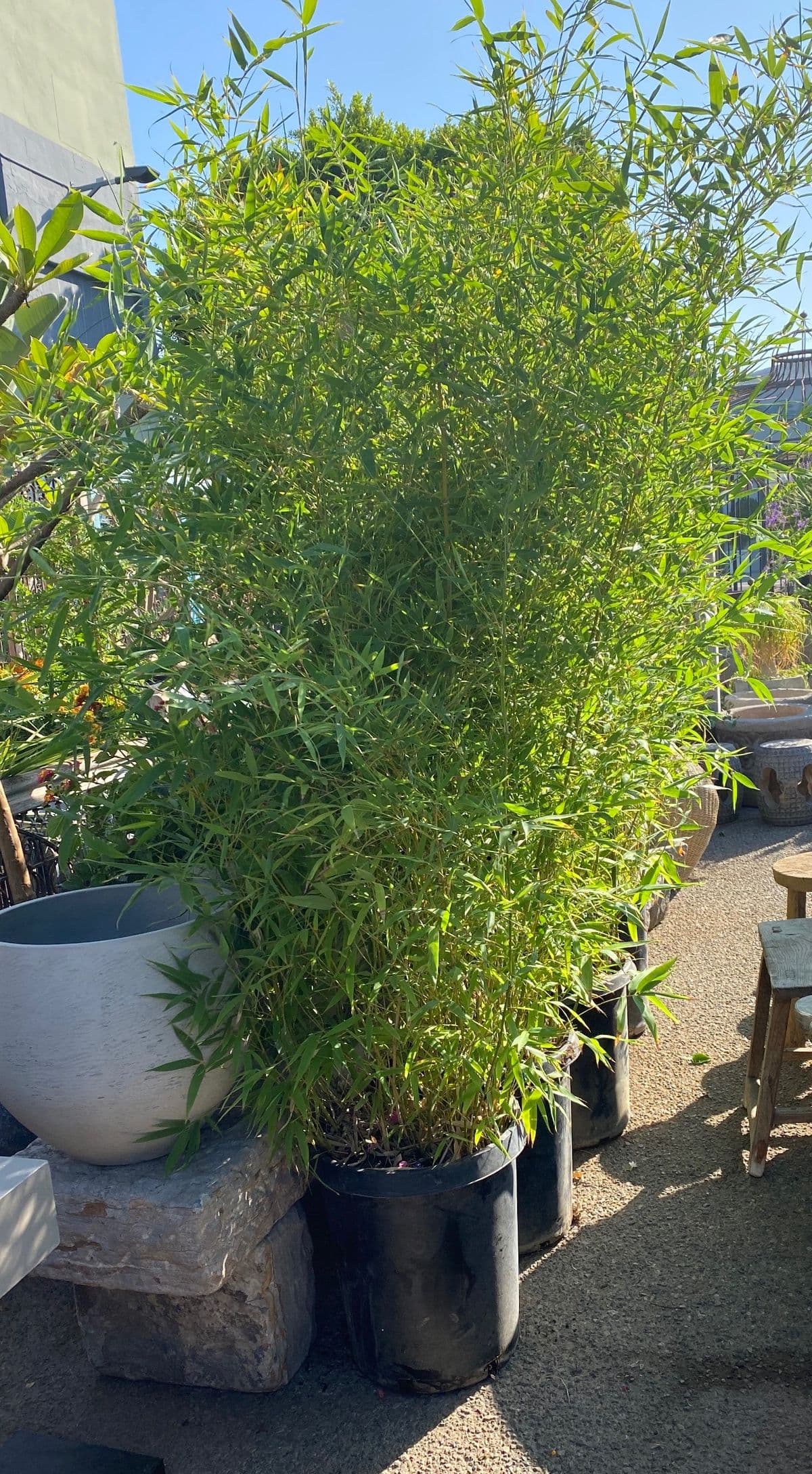 Golden Bamboo - Thumbnail 3