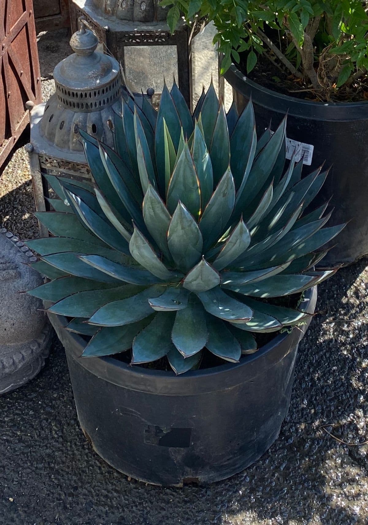 Agave Blue Glow - Thumbnail 3
