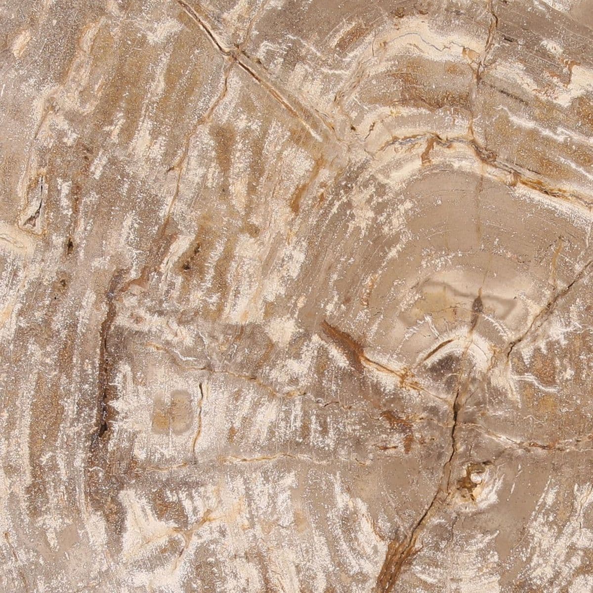 Modern Petrified Wood Coffee Table - Thumbnail 4