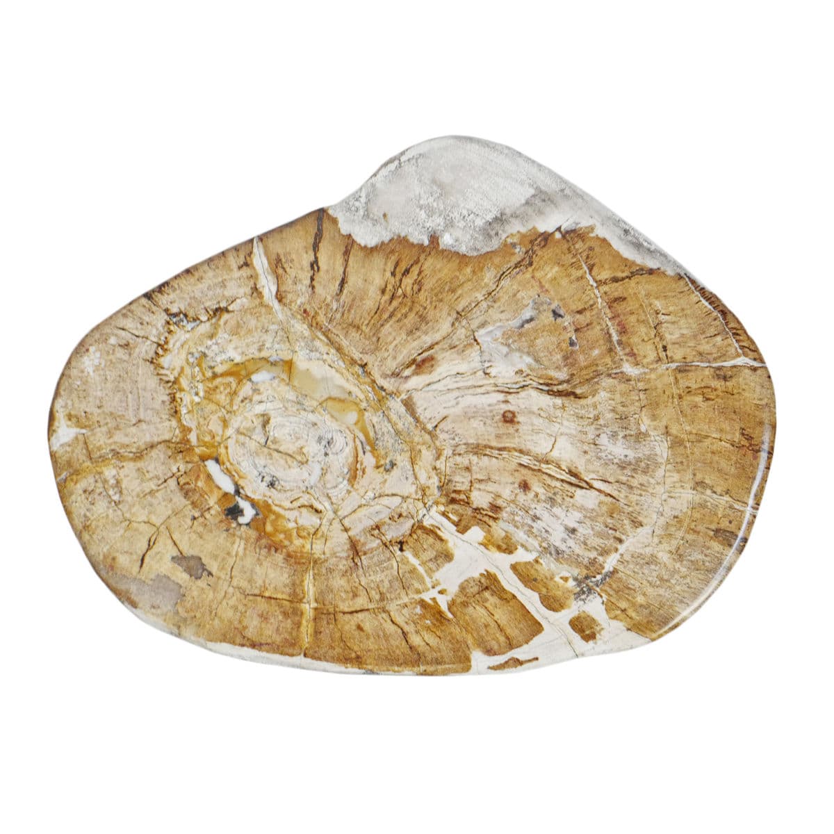 Petrified Wood Stump Stool - Thumbnail 5