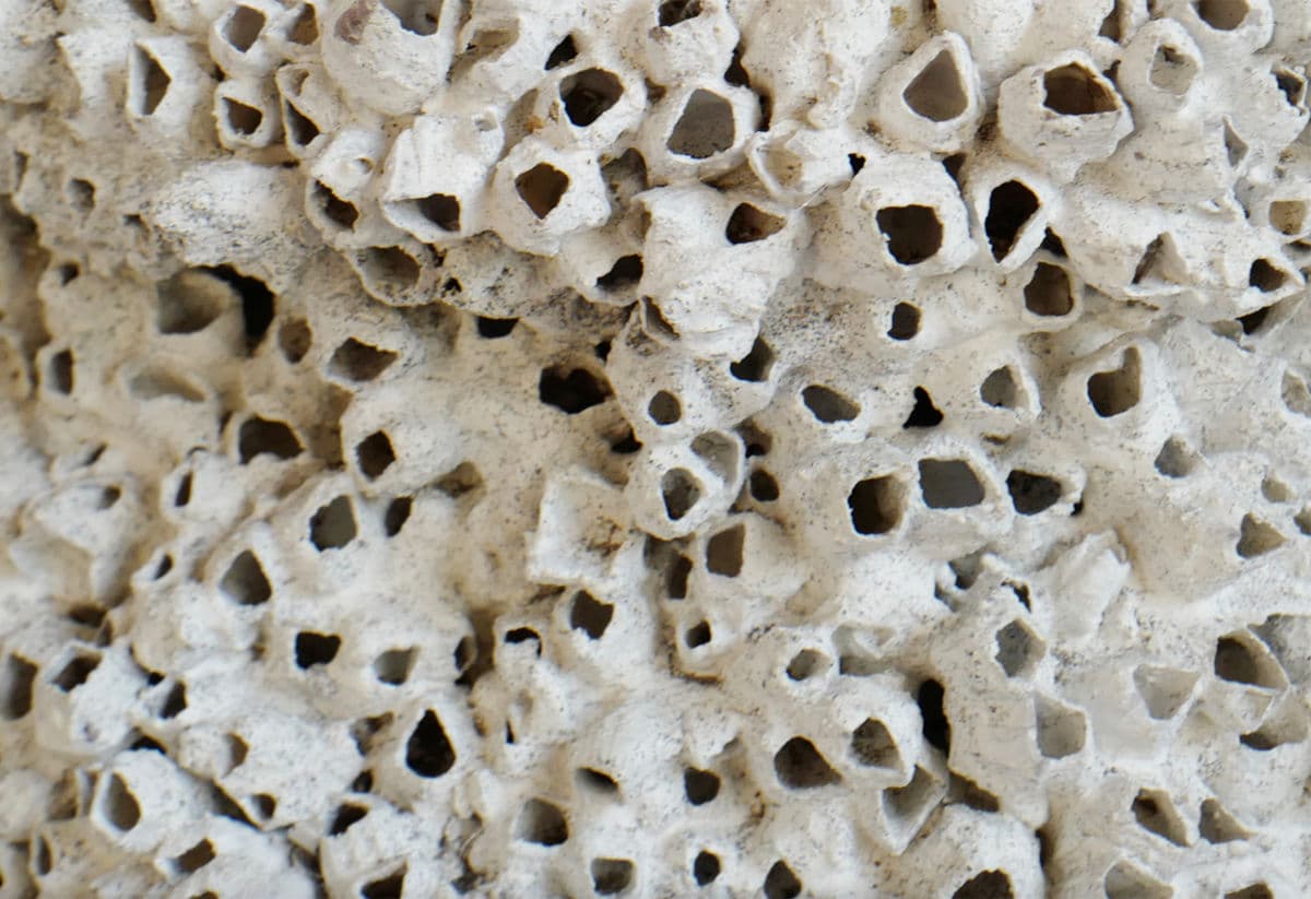 Vintage White Barnacle Shell Pot - Thumbnail 6