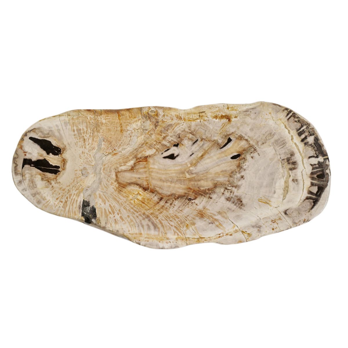 Petrified Wood Stump Stool Table - Thumbnail 7