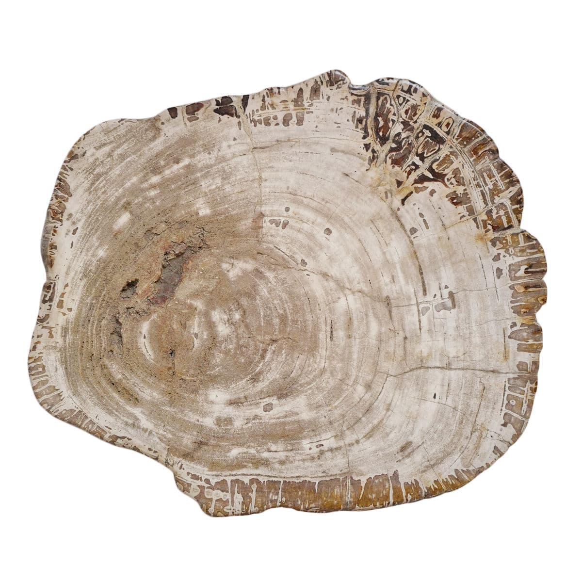 Petrified Wood Stump Stool Table - Thumbnail 7