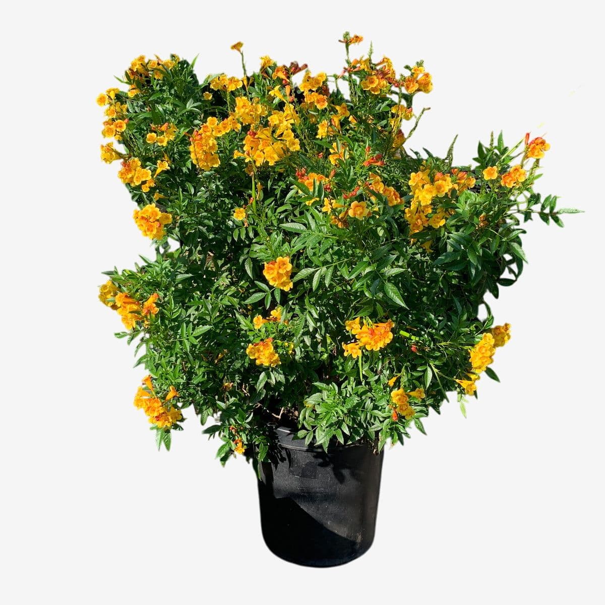 Bells of Fire - Image 1