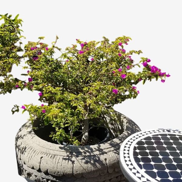 Purple Boganville Plant - Image 1