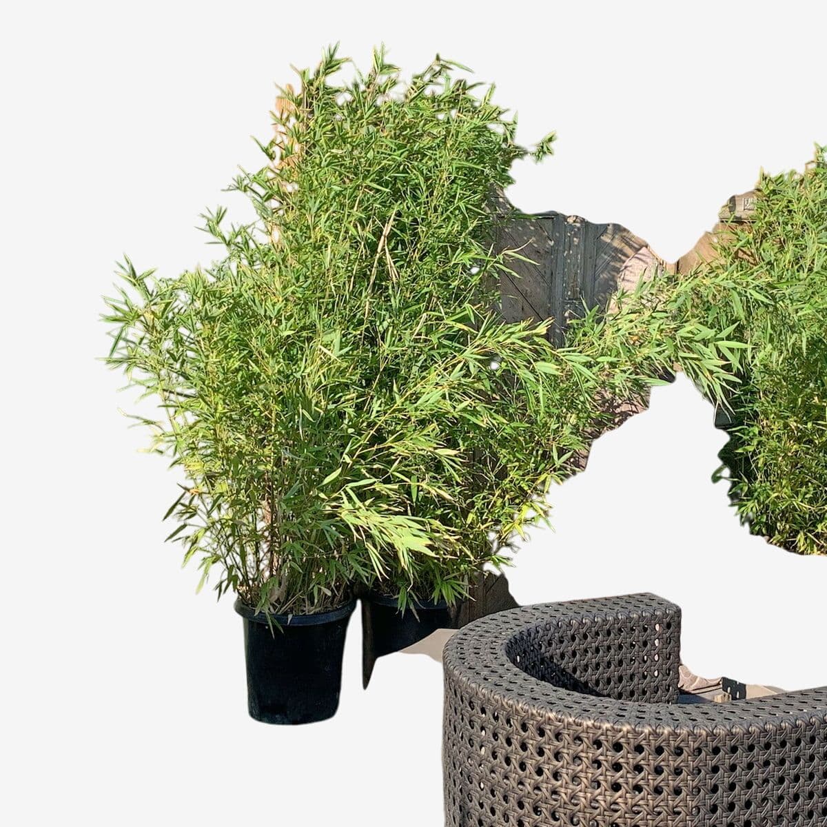 Golden Bamboo - Image 1