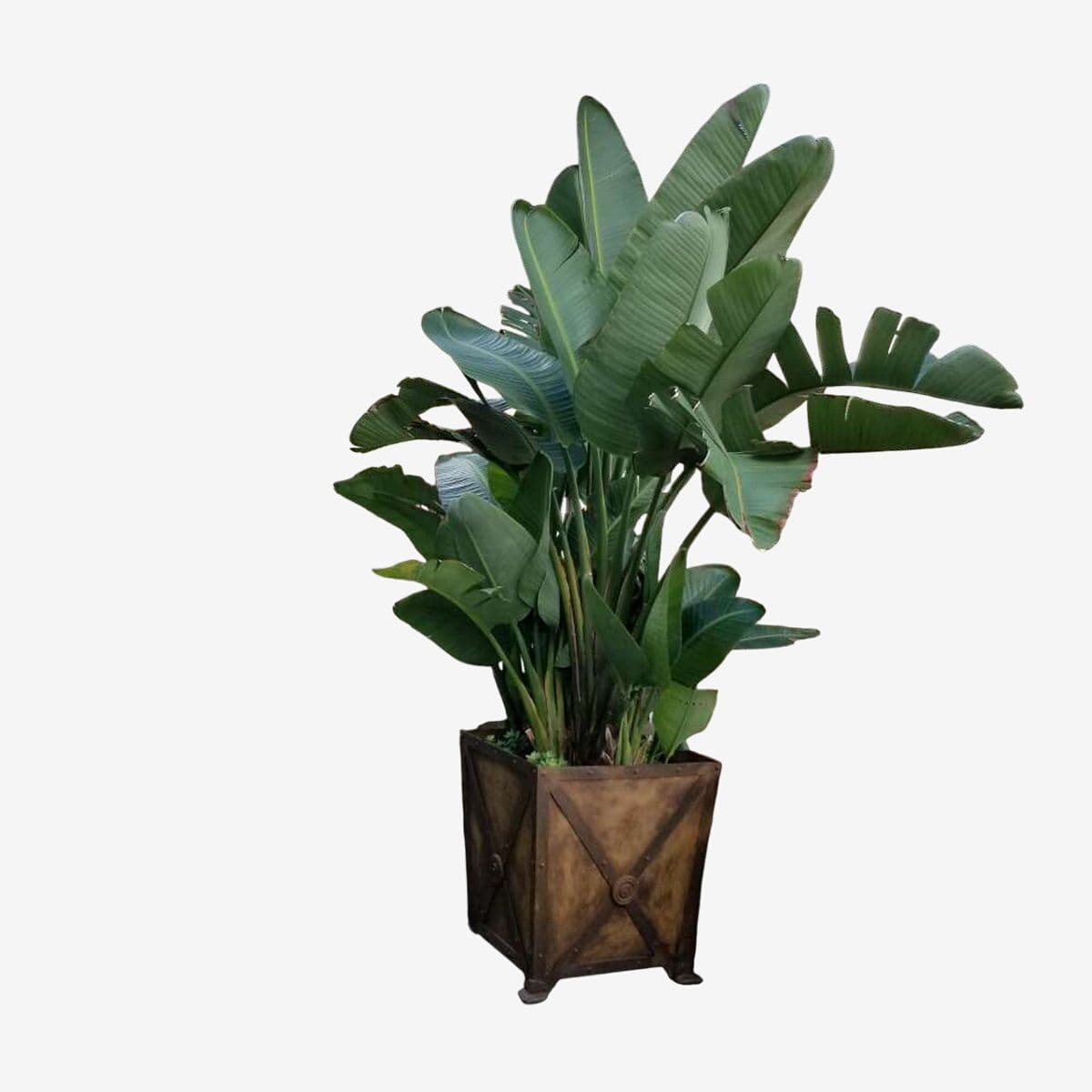 Blue Bird of Paradise in Planter - Image 1