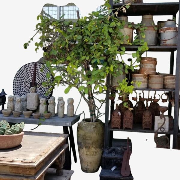 Bougainvilla & Tube Rose in Pot - Image 1