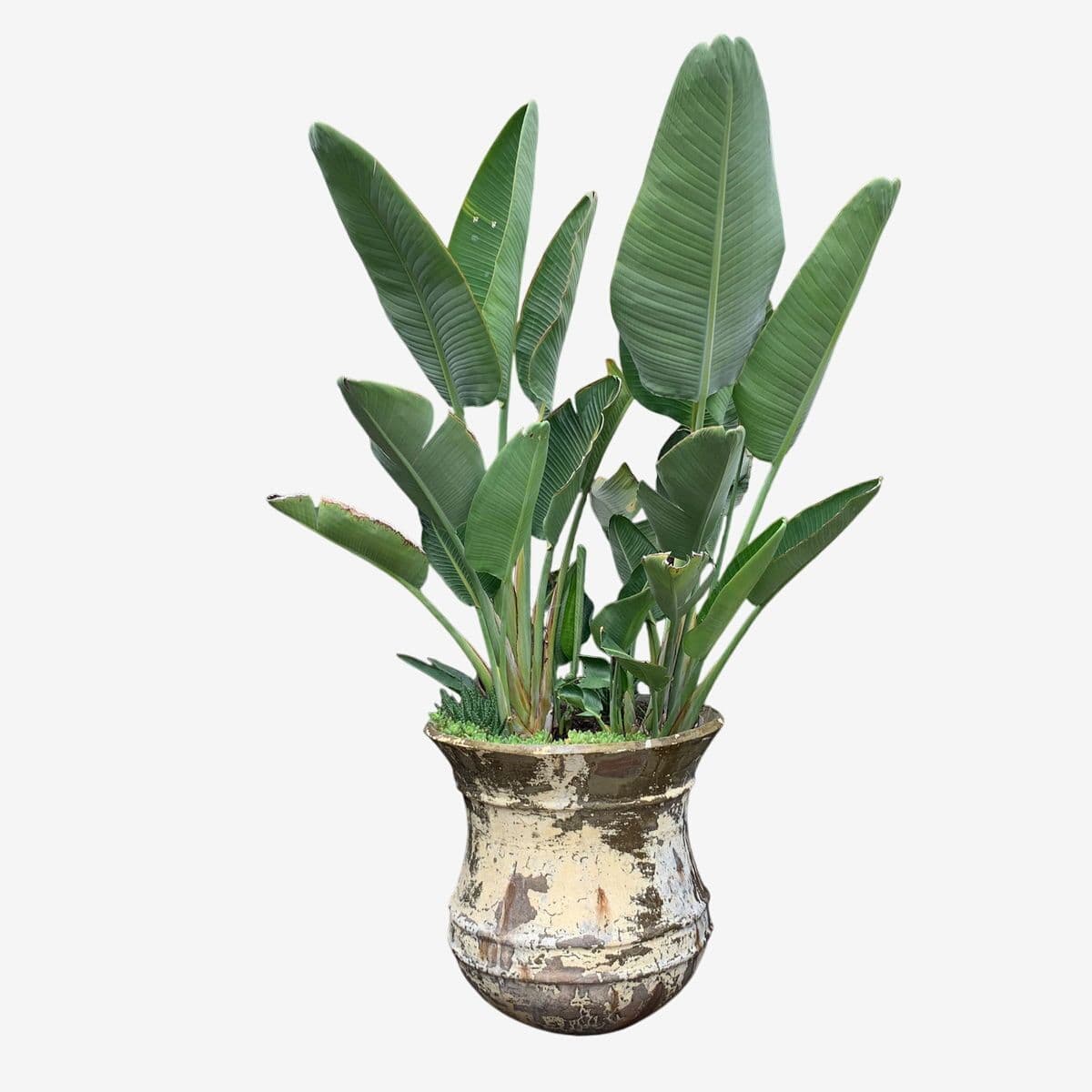 Blue Bird of Paradise in Pot - Image 1