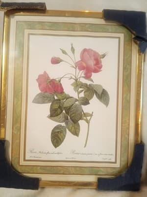 Vintage Redouté "Rosa Reclinata" Botanical Print - 8x10 Framed Rose Art (NOS) - Image 1