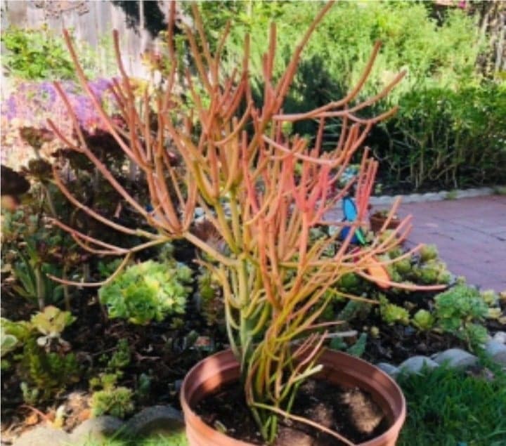 Large Colorful Pencil cactus Euphorbia Tirucalli 25"