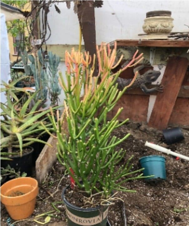 Fire Stick Cactus ~ Euphorbia tirucalli Fire stick 24"