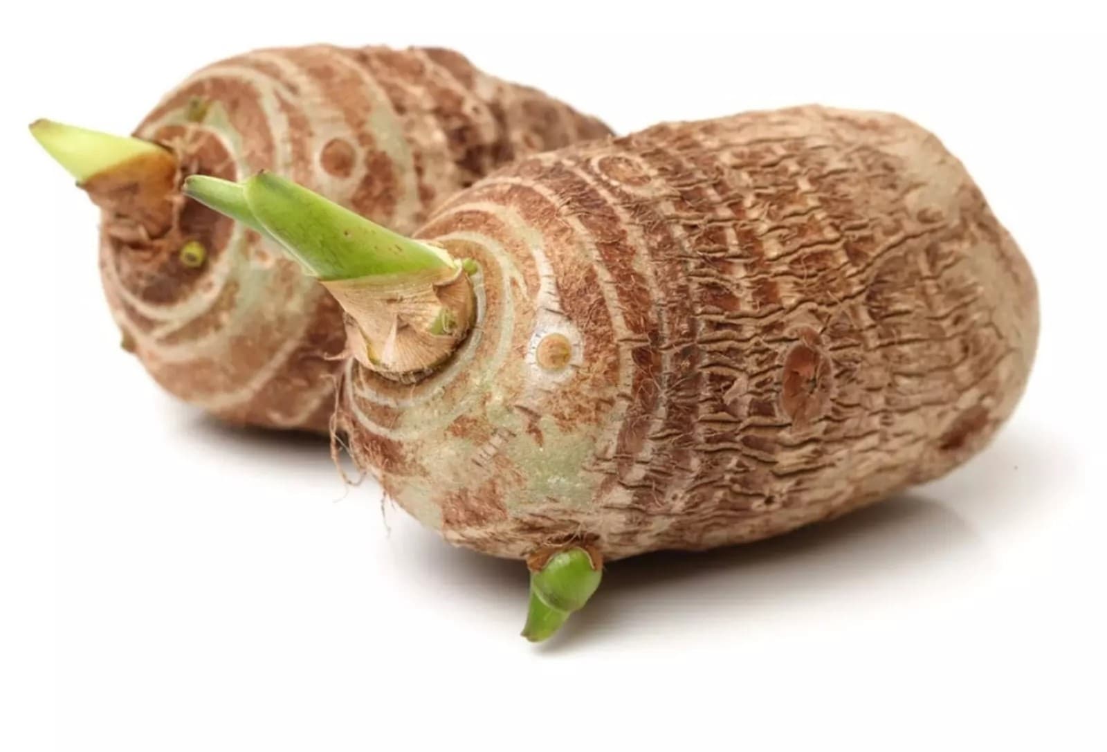 Elephant Ear Bulbs x3