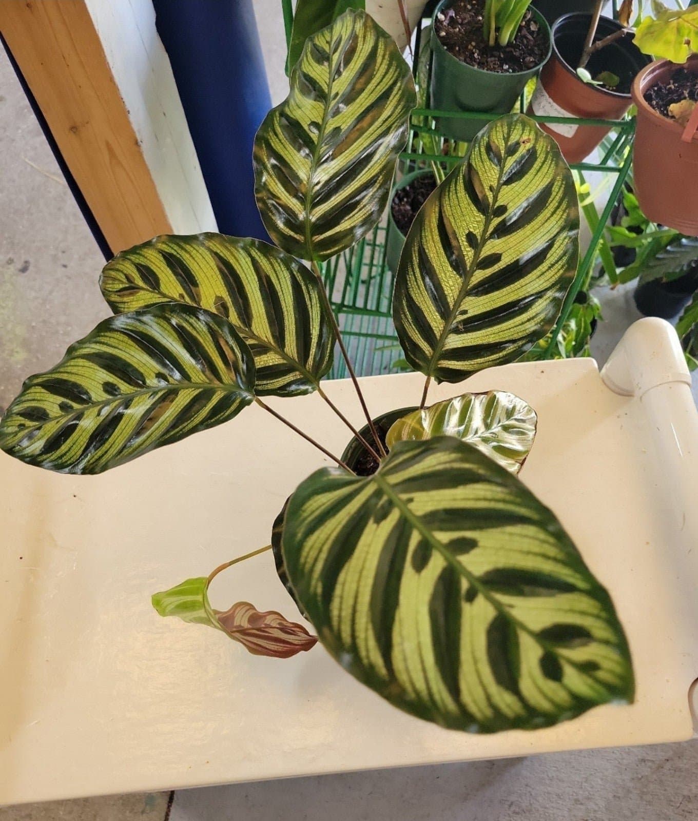 Calathea Prayer Plant