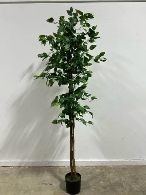 Faux Double Trunk Ficus Tree - Image 1