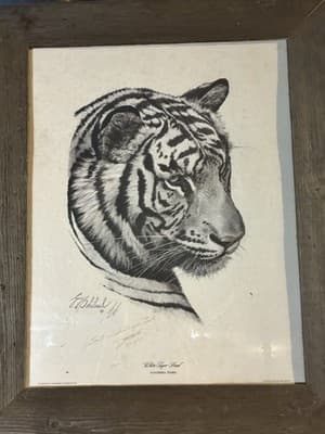 1977 Large Original Signed “White Tiger Head “ By Guy Coheleach” With Note