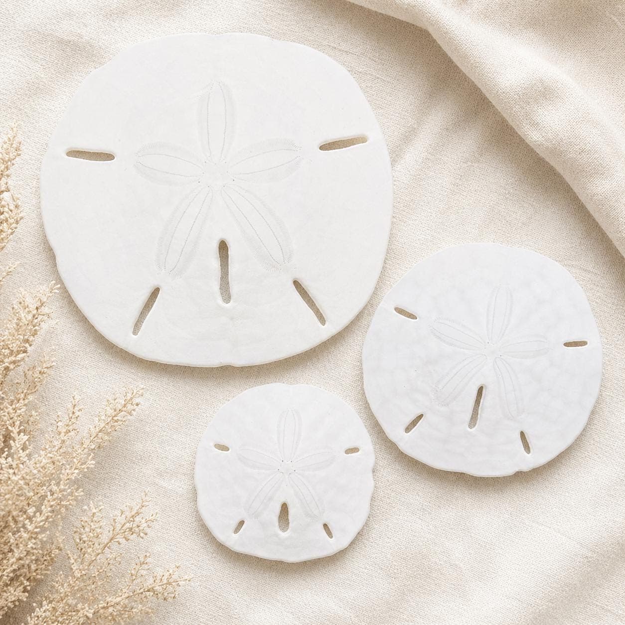 1in, 2in, 4in Natural Sand Dollars – Bulk Sizes for Beach Weddings & Crafts - Beach Wedding Favors - Real Sand Dollar - Shells