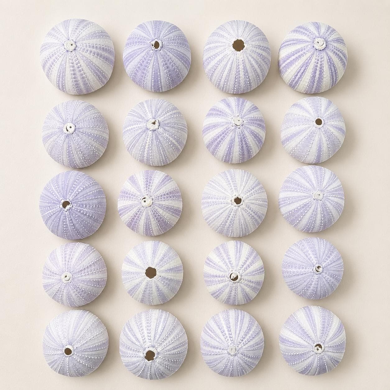 Lavender Purple Sea Urchins – Natural Craft Supplies & Coastal Decor