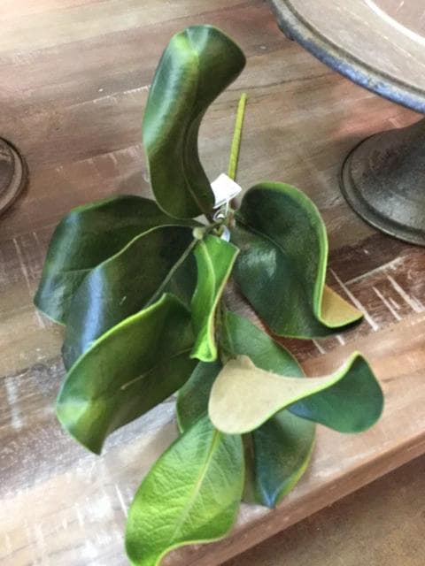 18" Magnolia Stem