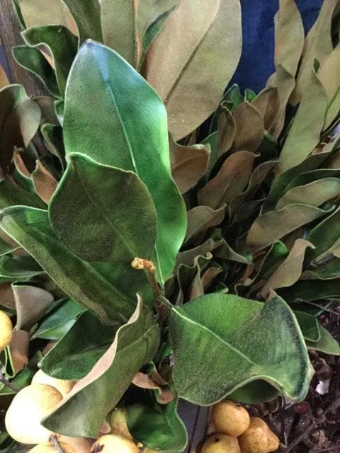 Magnolia Branch