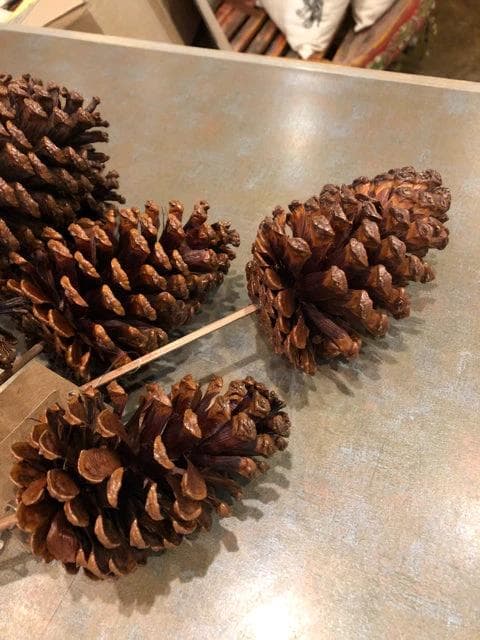 Lacquered Natural Pine Cone Pick