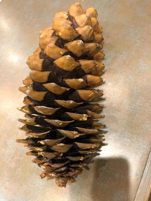 Sugar Pinecone