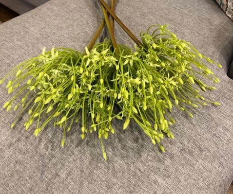 Starburst Alium Stem Green