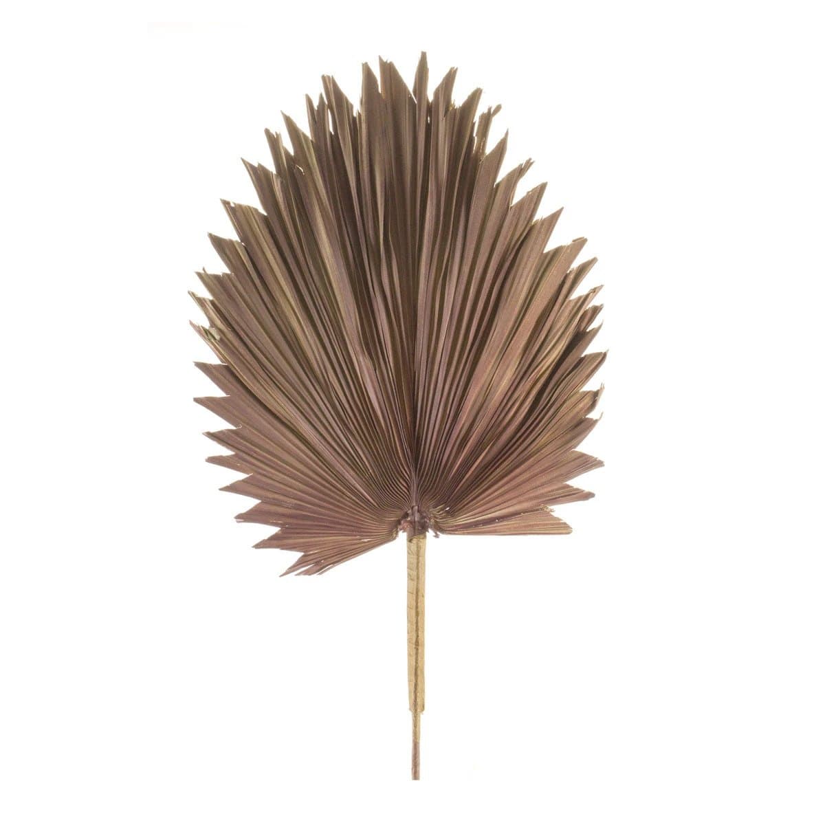 *NEW* Fan Palm Leaf/Dark