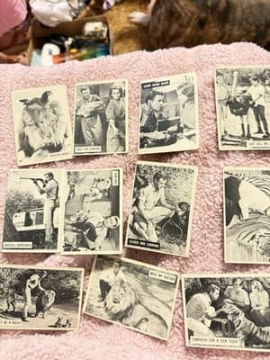 1966 Donruss Daktari TV Show Trading Cards Lot of 11 – Vintage Black & White