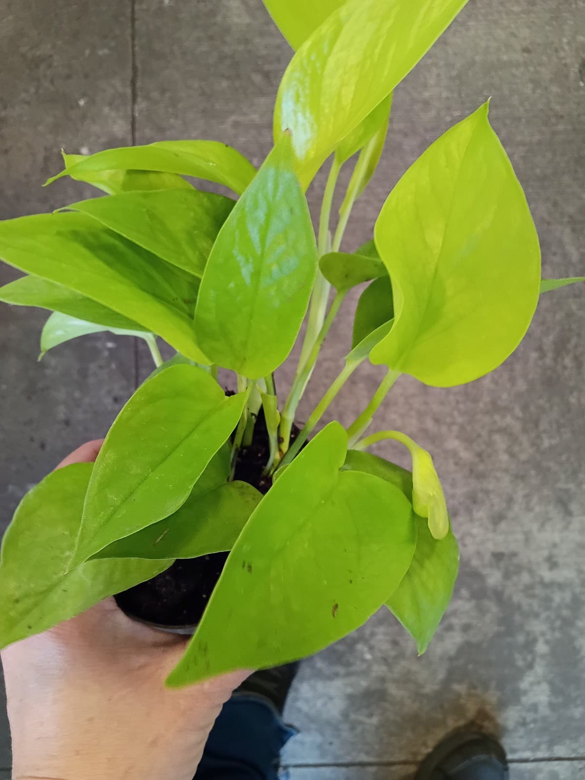 Neon pothos rooted in 3in pot