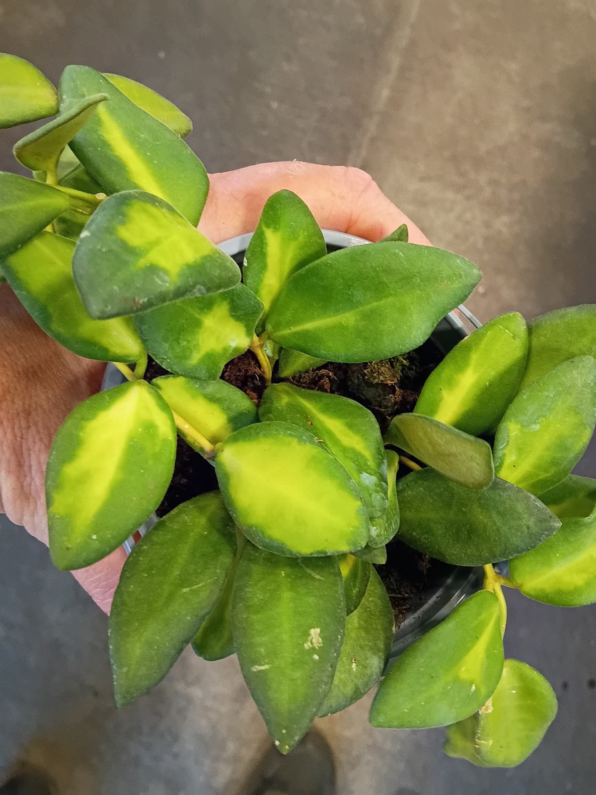 Hoya