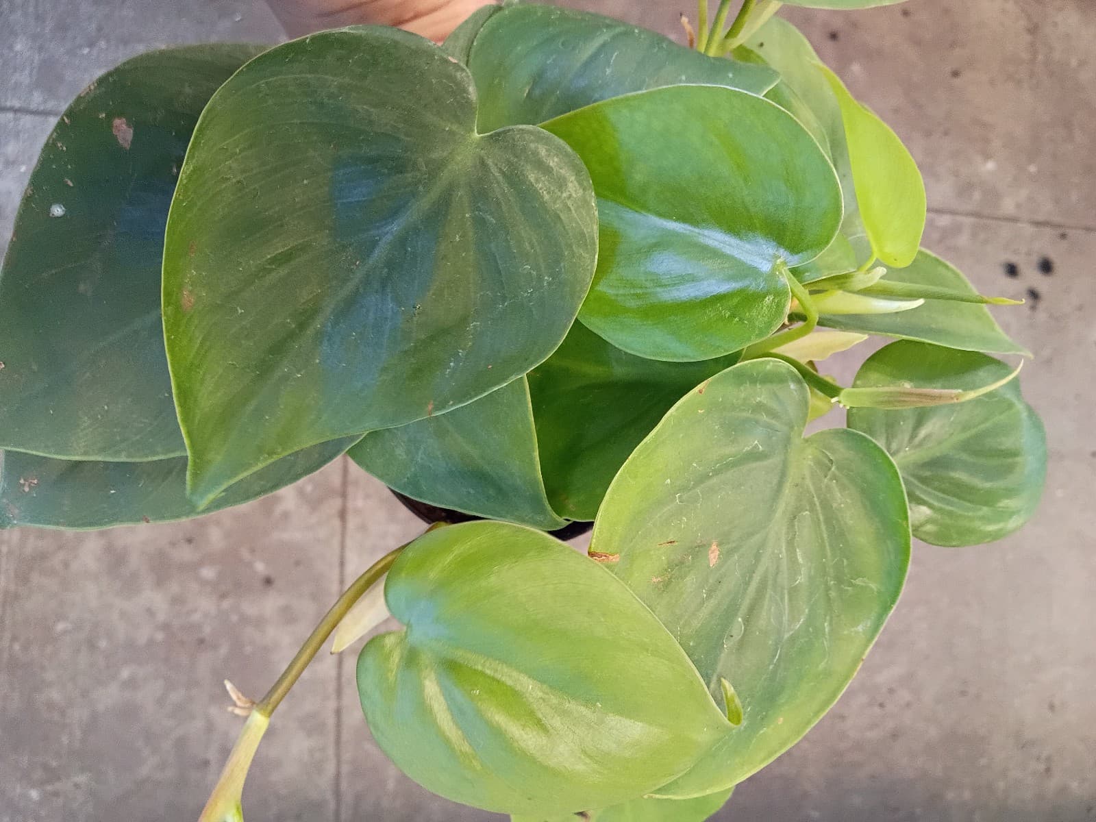 Heart leaf Philodendron