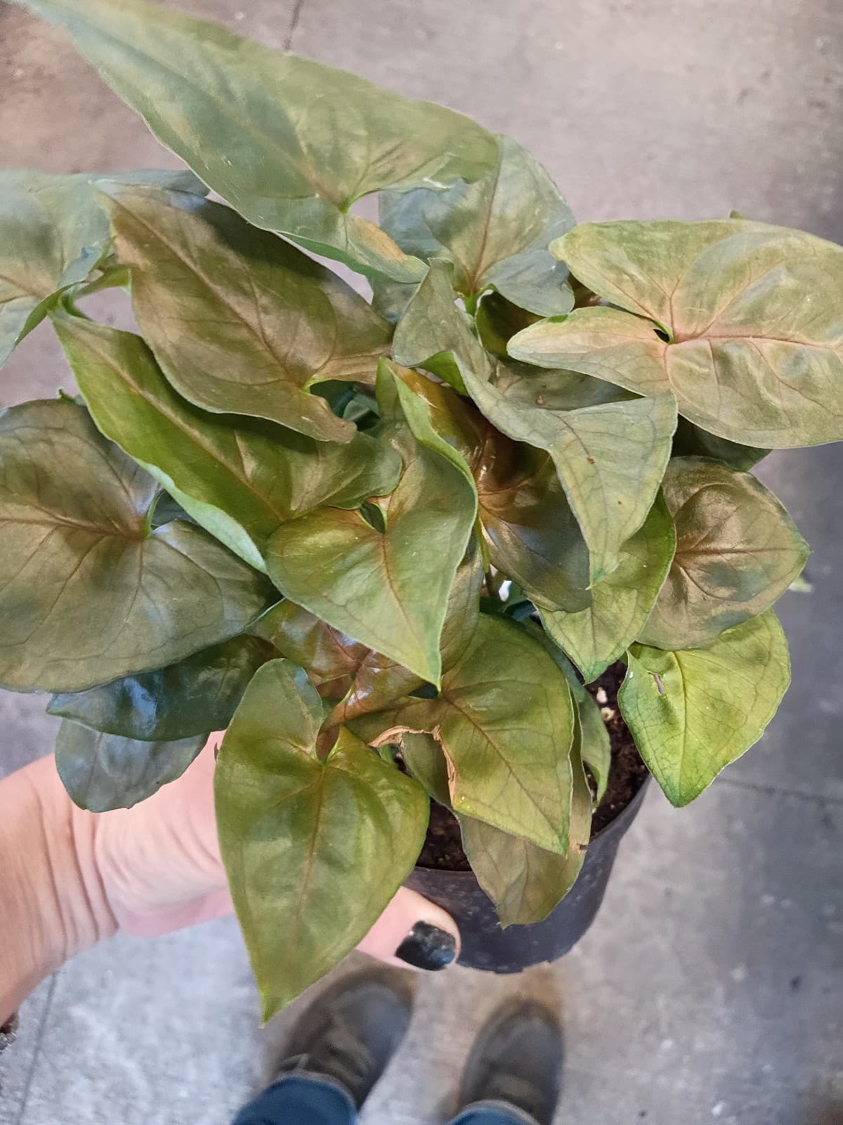 Arrowhead plant rooted in 3in pot