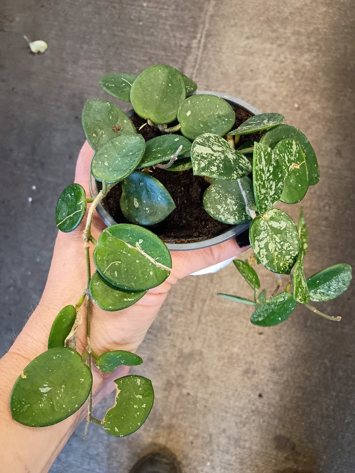 Hoya