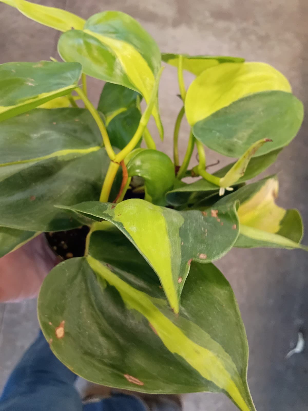 Brasil Philodendron