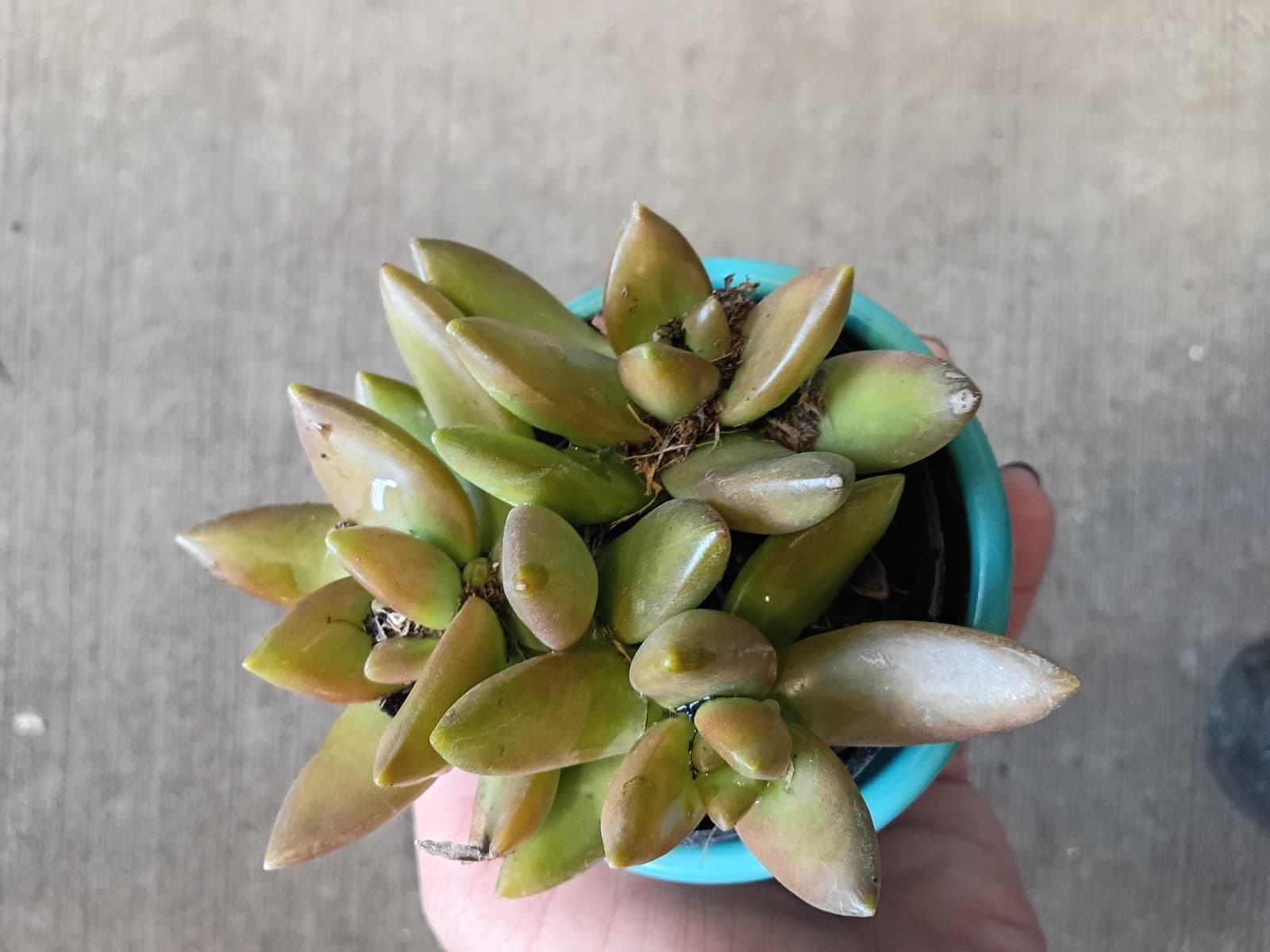 Succulent ( 2in pot)