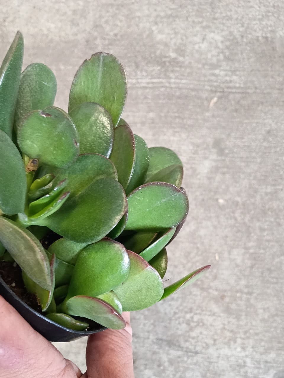 Jade Succulent ( 3in pot)