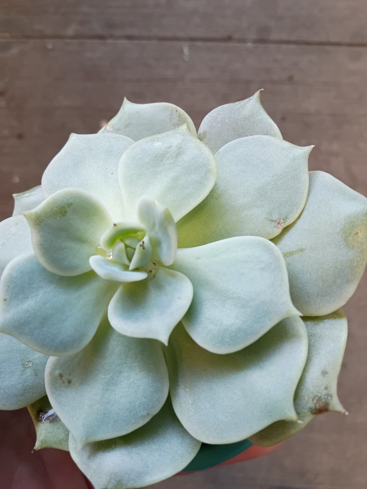 Succulent ( 2in pot)