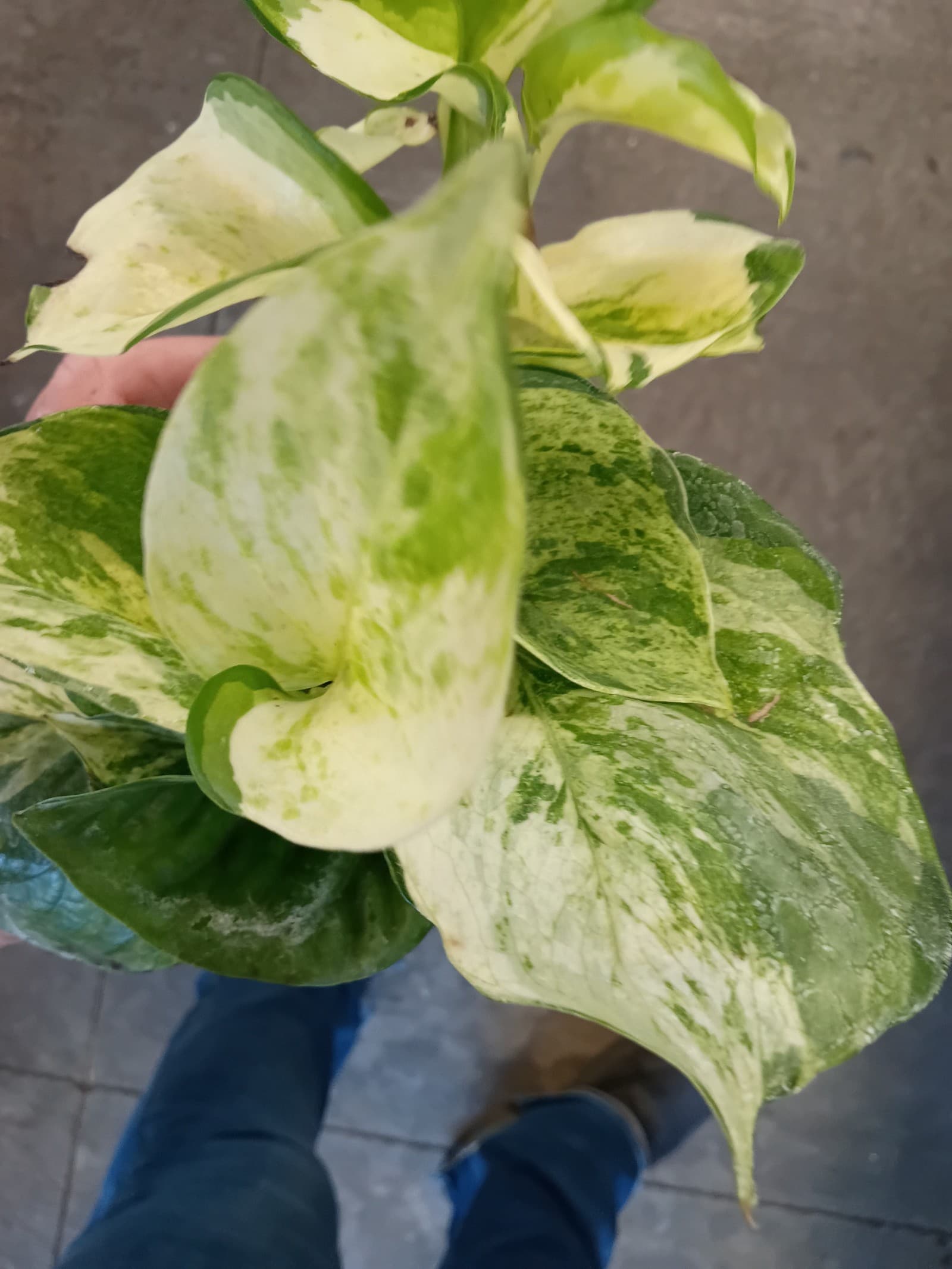 Manjula pothos 3in pot