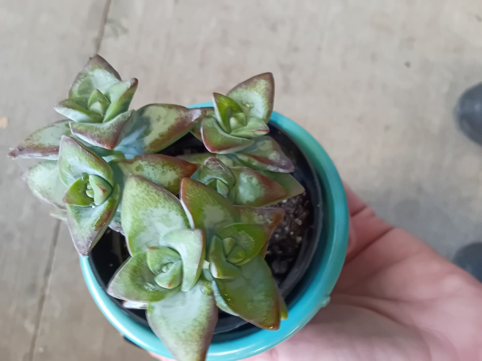 Succulent ( 2in pot)