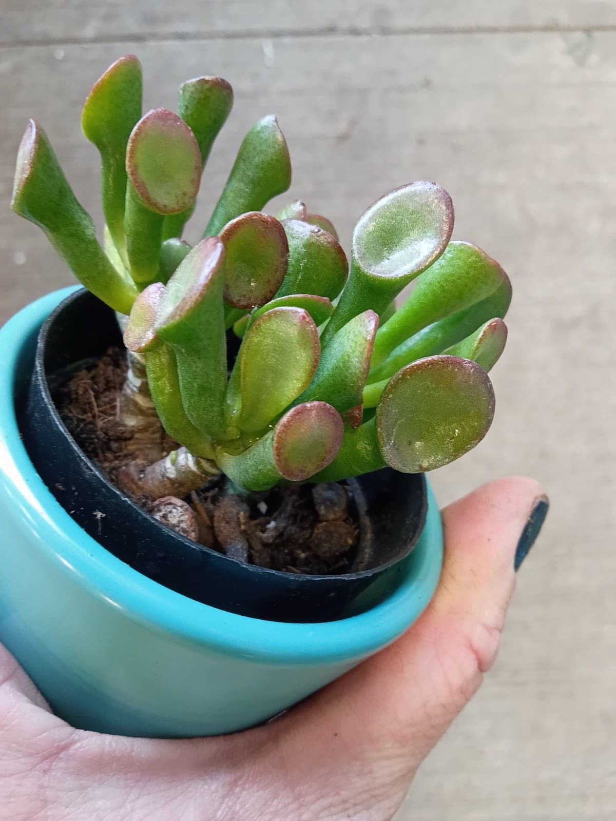 Succulent ( 2in pot)