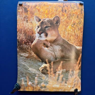 Vintage 90S Big Cat Mountain Lion Cougar Nature Poster Wall Art 22" X 16"