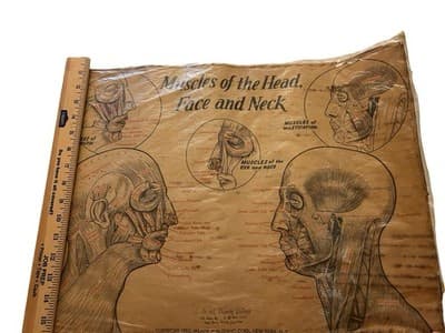 1953 Beauty School Chart Muscles Of The Head Poster 1950’s Dark Academia Print