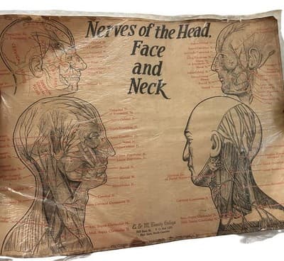 1953 Beauty School Chart Nerves Of The Head 20x15" 1950’s Dark Academia
