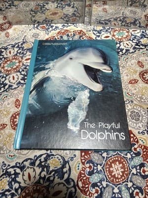 Playful Dolphins Linda Bridge