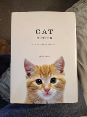 Cat Cuties and Kittens to Coo Over Karen Prince